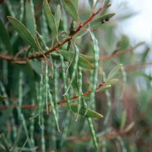 Skinny, green seed pods hang from slender, brown stems among oval-shaped leaves. 