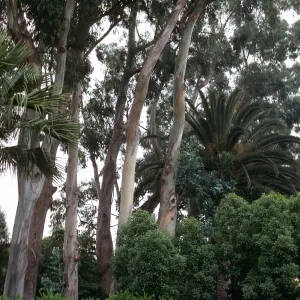 A cluster of tall, pale trees grow among assorted bushes and palm trees.