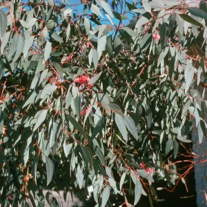 A large mass of pointed, oval-shaped leaves on slender, red branches dotted with fluffy, feathery red blossoms.