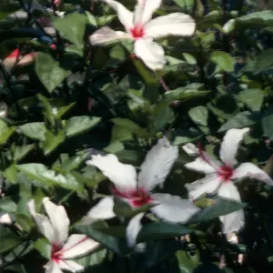 Four white flowers with bright pink centers and long petals grow in a mass of leaves. 