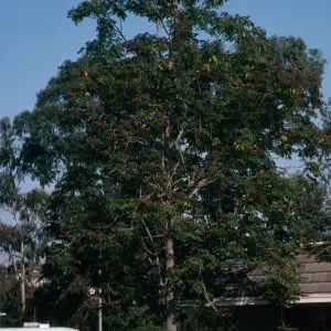 A tall tree dotted with red flowers grows in a parking lot surrounded by old-style cars.