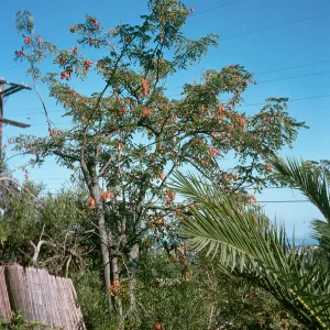 Clusters of red flowers hang among the leaves of a tree that stands over a mass of bushes and shorter plants. 