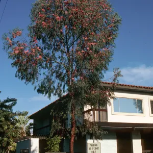 A tall, straight tree laden with red flwoers grows beside a white, two-story building.