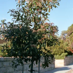 A young tree blooming with clusters of small, white flowers grows on a trellis beside a stone wall. 