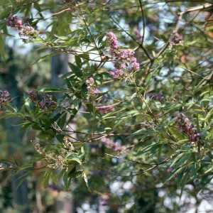 Clusters of tiny, light purple flowers grow on the ends of slender branches.