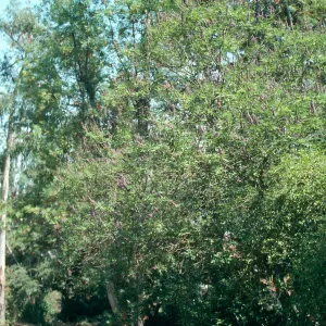 A tree dotted with clusters of lavender-colored flowers at the edge of a forest.