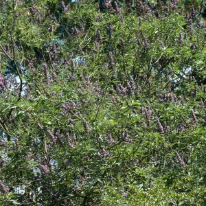 Long, narrow clusters of lavender-colored flowers among the leaves of a tree. 