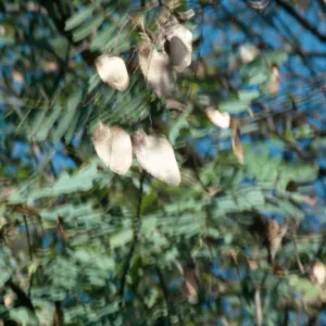 Dry arrowhead shaped leaves hang from a twig among branches of green leaves. 