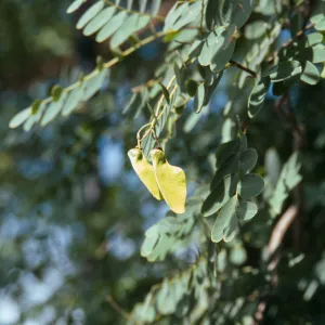 Two lime green, winglike buds on the end of a narrow twig among stiff, round leaves. 