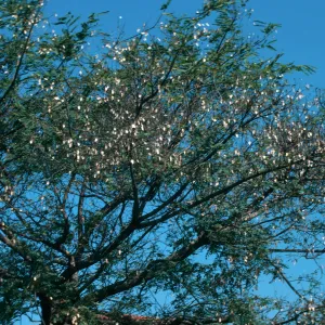 The boughs of a large tree, dotted with dry leaves.