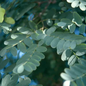 Stiff, round leaves grow along slender, green twigs.
