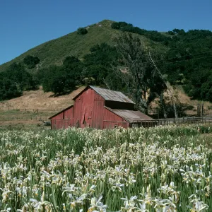 Iris at Ranch Headquarters, Las Flores Ranch