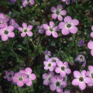 Gilia tenuiflora hoffmanni