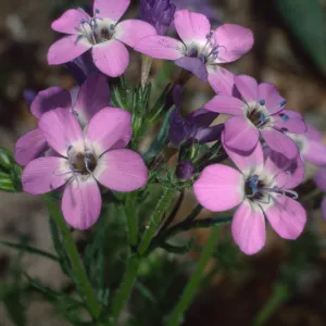 Gilia tenuiflora hoffmanni