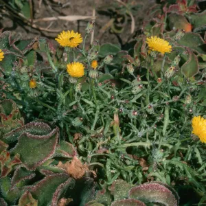 Malacothrix junakii