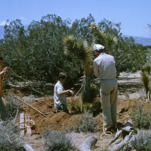 Joshua Tree being collected in wild for SBBG