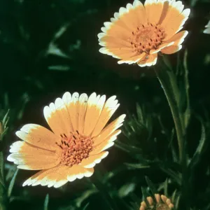 Tidy Tips, Layia platyglossa (duplicate slide)