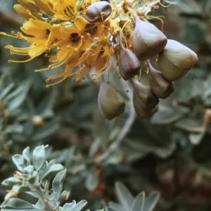 Isomeris arborea (duplicate slide)