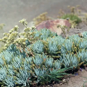 Dudleya Virens