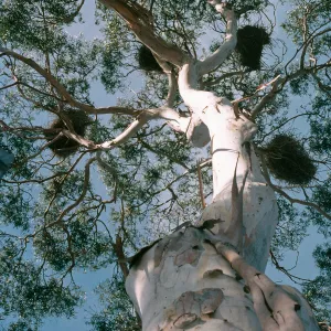 Eucalyptus