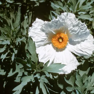 Matilija Poppy Romneya coulteri