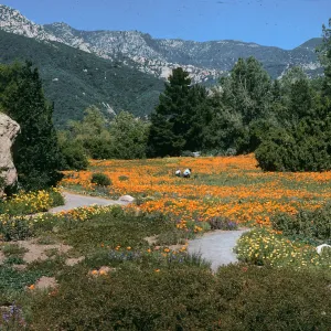 A field at the base of white mountains dotted with evergreen trees and covered in orange flowers. 