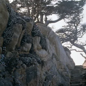 Docent field trip to Point Lobos with Mary Carroll