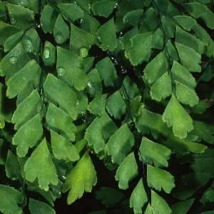 Adiantum capillus-veneris, Arroyo, SBBG