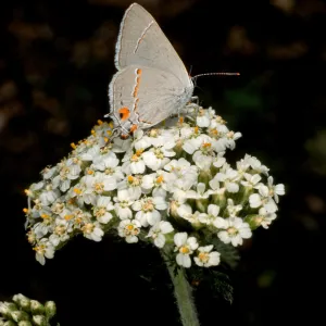 butterfly on Achillea millefolium