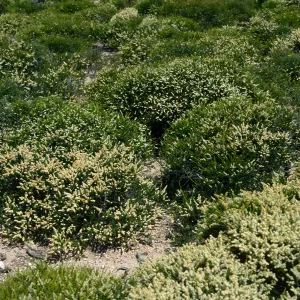 Adenostema fasciculatum prostratum, E. of Navy base, Santa Cruz Island