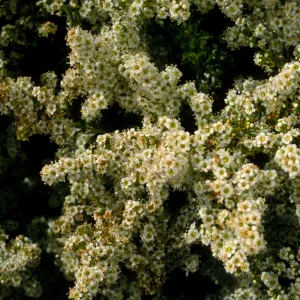 Adenostema fasciculatum, E. of Navy base, Santa Cruz Island