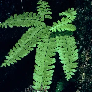 Adiantum pedatum, Big Creek Reserve, Monterey Co.