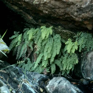 Adiantum aleuticum, canyon E. of Lagunitas Secas, Santa Cruz Island