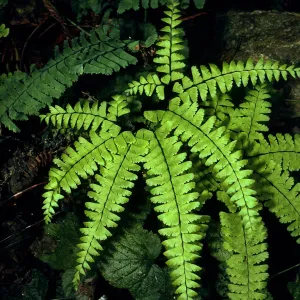 Adiantum aleuticum, Big Creek Reserve, Monterey Co.