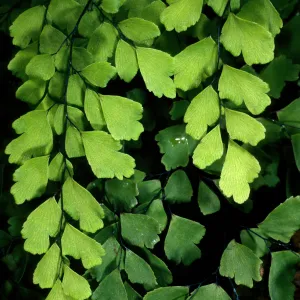 Adiantum capillus-veneris, Arroyo SBBG