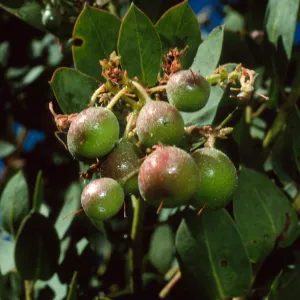 Arctostaphylos glauca, SBBG
