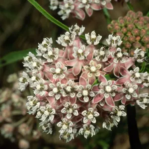 Asclepias fascicularis, Cherry Cove
