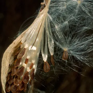 Asclepias fascicularis, Cherry Cove