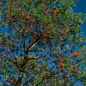 Arbutus menziesii, Reagan Ranch, Refugio Canyon