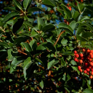 Arbutus menziesii, Reagan Ranch