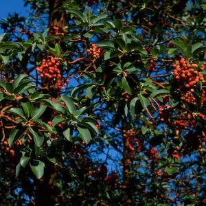 Arbutus menziesii, Reagan Ranch, Refugio Canyon