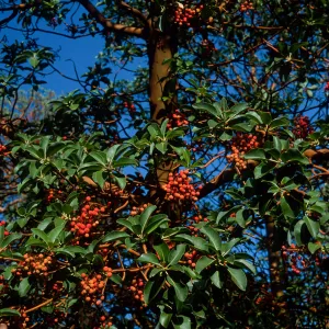 Arbutus menziesii, Reagan Ranch, Refugio Canyon