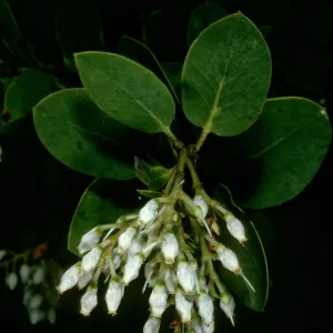 Arctostaphylos glauca, West Camino Cielo