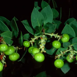 Arctostaphylos refugioensis, SBBG