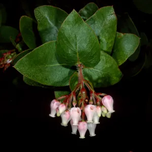Arctostaphylos refugioensis, Refugio Pass