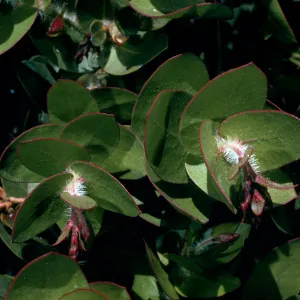Arctostaphylos refugioensis, Refugio Pass