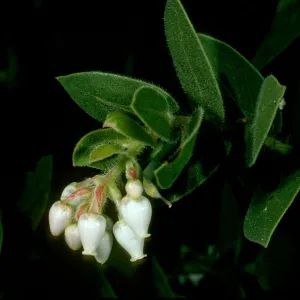 Arctostaphylos refugioensis, SBBG