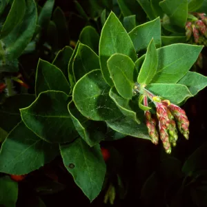 Arctostaphylos refugioensis, SBBG