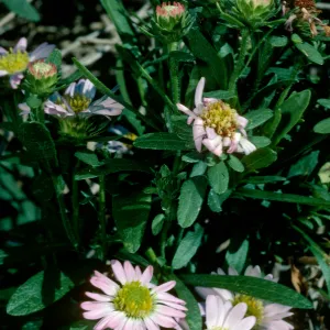 Aster chilensis, SBBG