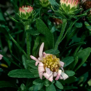 Aster chilensis, SBBG